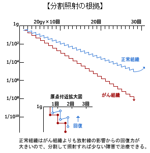 分割照射の根拠