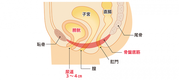 お シッコ したい の に 出 ない